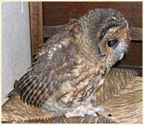 Tawny Owl, Strix aluco, chick, fledgling, young owl, development, Sophie