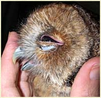 Tawny Owl, Strix aluco, chick, fledgling, young owl, development, face, facial disk, Sophie