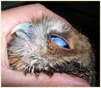 Tawny Owl, Strix aluco, chick, fledgling, young owl, development, eye, nictitating membrane, Sophie