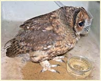 Tawny Owl, Strix aluco, young owl, development, Sophie