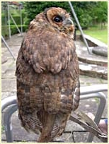 Tawny Owl, Strix aluco, young owl, development, Sophie