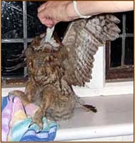 tawny owl, strix aluco, owl, food, feeding, mouse