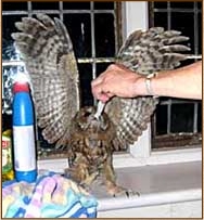 tawny owl, strix aluco, owl, food, feeding, mouse