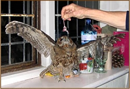 tawny owl, strix aluco, owl, food, feeding, mouse