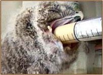 tawny owl, strix aluco, owl, food, hand feeding, syringe