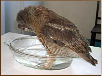 tawny owl, strix aluco, owl, bath, bathing