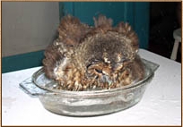 tawny owl, strix aluco, owl, bath, bathing