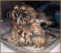 tawny owl, strix aluco, owl, bath, bathing