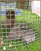 Tawny Owl, Strix aluco, chick, orphan, Bengal Eagle Owl