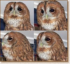 tawny owl, strix aluco, warble, call