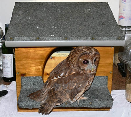 Tawny Owl, Strix aluco, nestbox, nest box, design