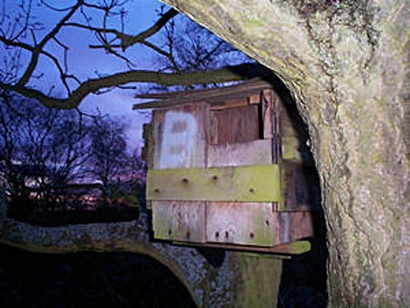 Tawny Owl, Strix aluco, nestbox, nest box, design, construction