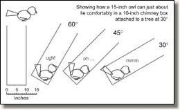 Tawny Owl, Strix aluco, nest box, nestbox, chimney, tube, dimensions, size, angle