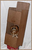 Tawny Owl, Strix aluco, nestbox, nest box, design, chimney box, tube