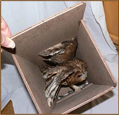 Tawny Owl, Strix aluco, nestbox, nest box, design, chimney