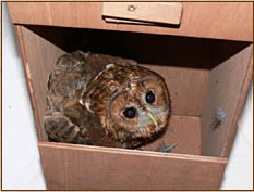 Tawny Owl, Strix aluco, nestbox, nest box, design, chimney