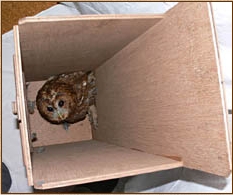 Tawny Owl, Strix aluco, nestbox, nest box, design, chimney