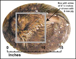 Tawny Owl, Strix aluco, nest box, nestbox, chimney, dimensions, size, cruelty