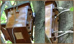 Tawny Owl, Strix aluco, nestbox, nest box, design, box, tree, attachment, www.godsownclay.com