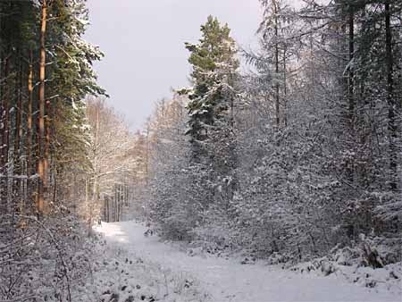 Tawny Owl, Strix aluco, territory, woodland, snow, Kent