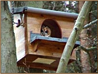 Tawny Owl, Strix aluco, owl, nestbox, nest box, design, box, mother, www.godsownclay.com