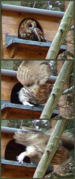 Tawny Owl, Strix aluco, nestbox, nest box