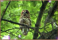 Tawny Owl, Strix aluco, mother on guard