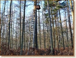 tawny owl, nestbox, nest box