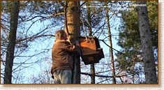 tawny owl, nestbox, nest box