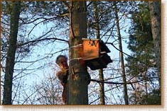 tawny owl, nestbox, nest box