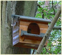 Tawny Owl, Strix aluco, owl, nest box, nestbox, tree, woodland, Kent