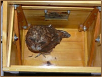 Tawny Owl, Strix aluco, nestbox, nest box, design, box, www.godsownclay.com