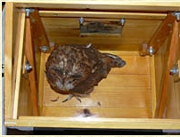 Tawny Owl, Strix aluco, nestbox, nest box, design, box, www.godsownclay.com