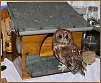 Tawny Owl, Strix aluco, nestbox, nest box, design, box, Sophie, www.godsownclay.com