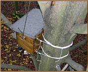 Tawny Owl, Strix aluco, owl, nestbox, nest box, attachment, fixing, tree