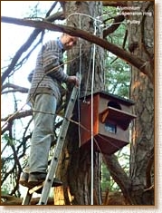 tawny owl, nestbox, nest box