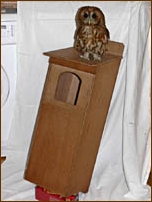 Tawny Owl, Strix aluco, nestbox, design, letter box, letterbox