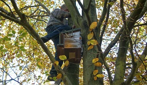 Tawny Owl, Strix aluco, nestbox, nest box, design, construction