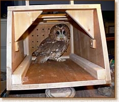 tawny owl, nest box, nestbox