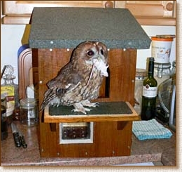 tawny owl, nestbox, nest box