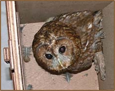 Tawny Owl, Strix aluco, nestbox, nest box, design, chimney