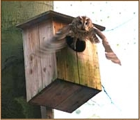 tawny owl, nest box, nesting, letter box, design, Dutch, Mooij, bosuil