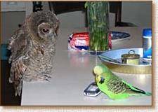 Tawny Owl, Strix aluco, juvenile, budgie, budgerigar