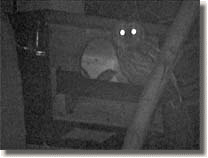 Tawny Owl, Strix aluco, nestbox, mother, father, parents