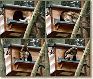 Tawny Owl, Strix aluco, nestbox, mother owl, landing