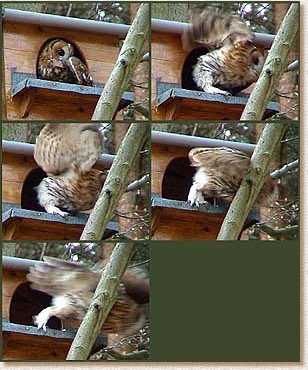 Tawny Owl, Strix aluco, nestbox, mother owl, taking off