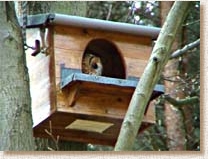 Tawny Owl, Strix aluco, nestbox, mother owl