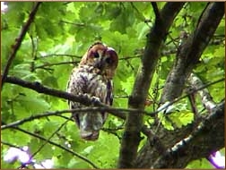 Tawny Owl, Strix aluco, mother on guard