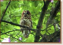 Tawny Owl, Strix aluco, mother on guard