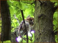 Tawny Owl, Strix aluco, mother on guard